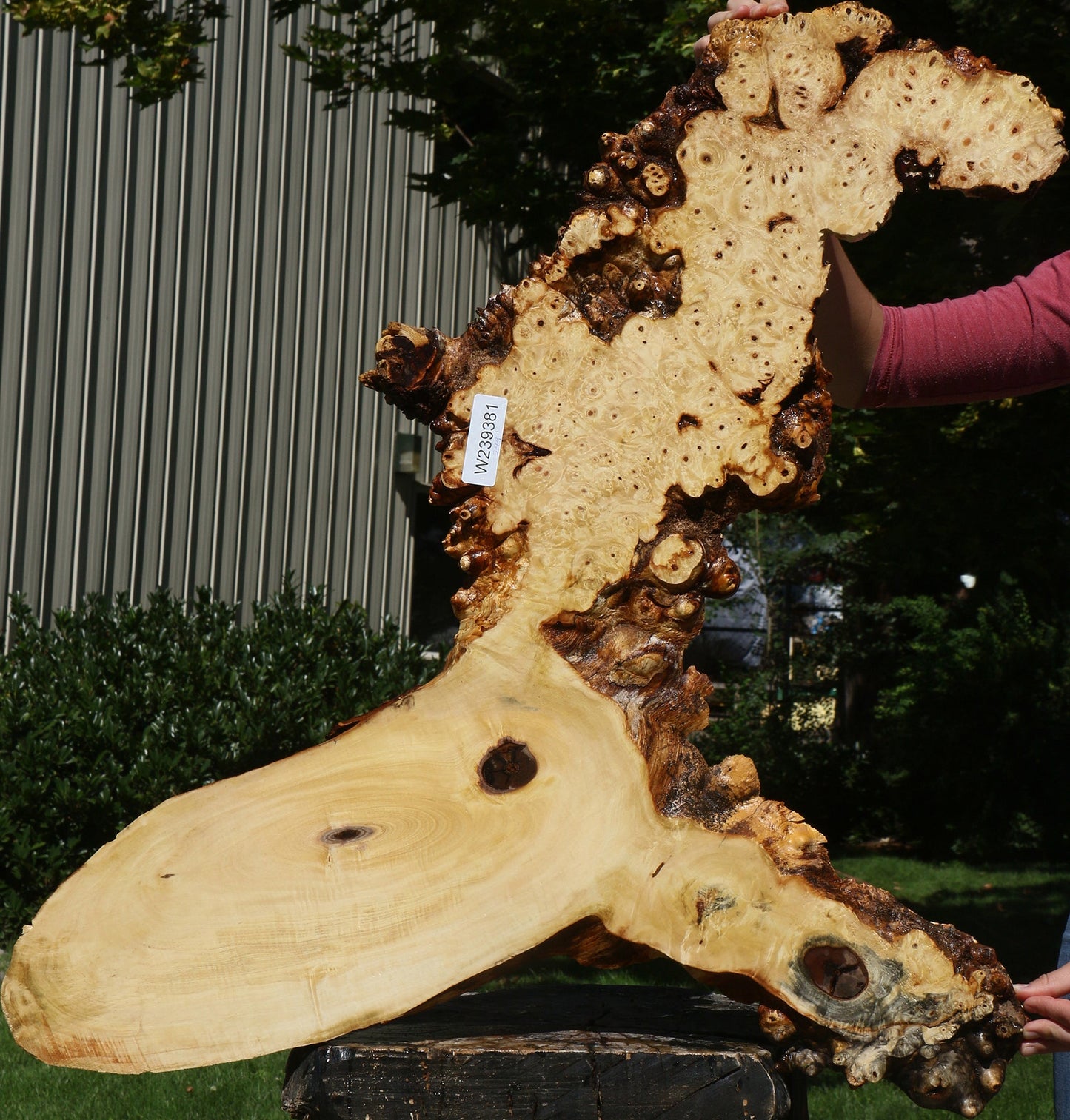 Buckeye Burl Cookie (Free Shipping Excluded)