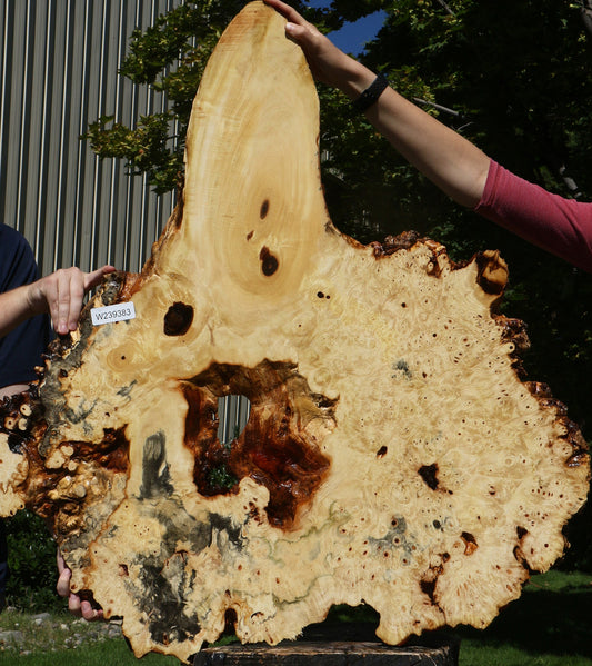 Buckeye Burl Cookie (Free Shipping Excluded)