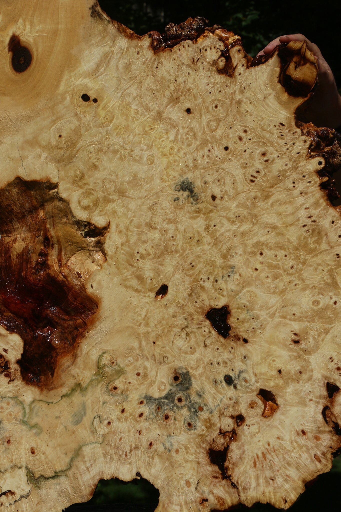 Buckeye Burl Cookie (Free Shipping Excluded)