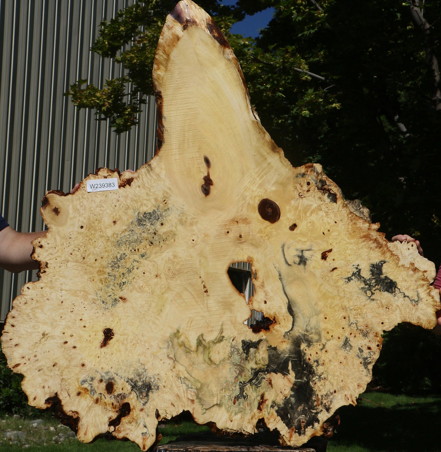 Buckeye Burl Cookie (Free Shipping Excluded)