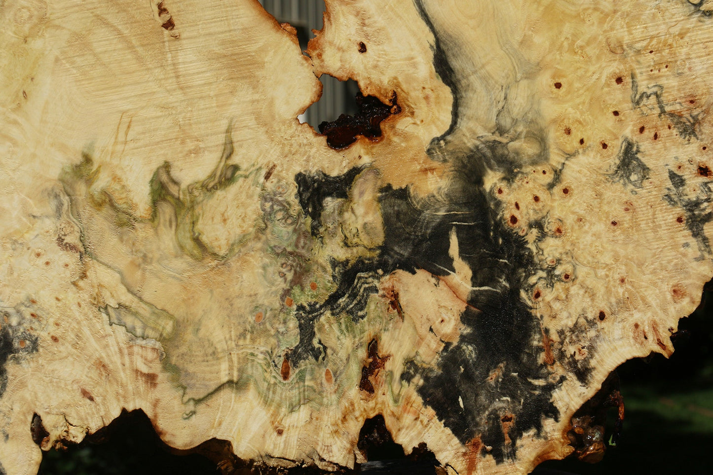 Buckeye Burl Cookie (Free Shipping Excluded)