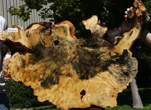 Buckeye Burl Cookie (Free Shipping Excluded)