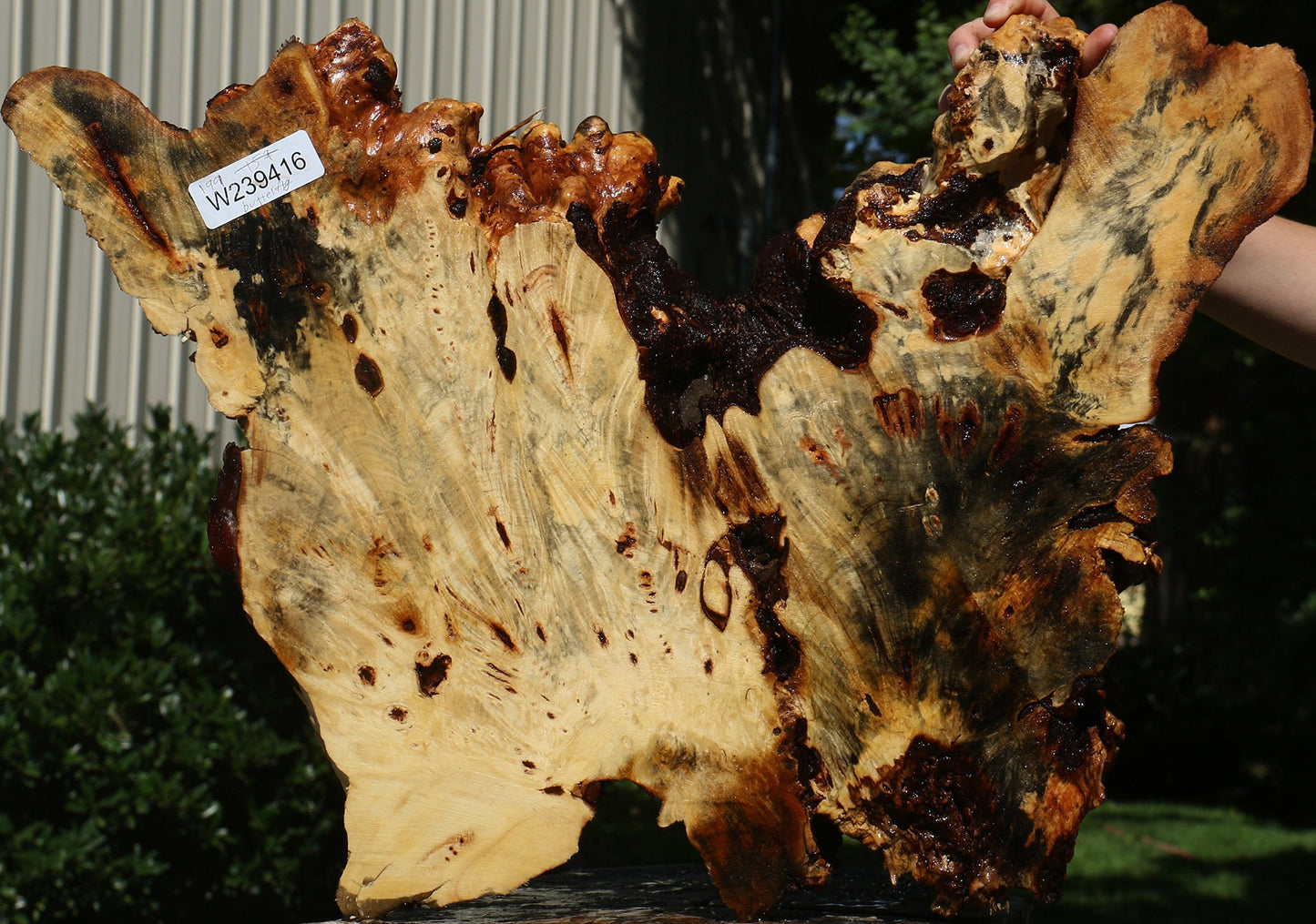 Buckeye Burl Cookie