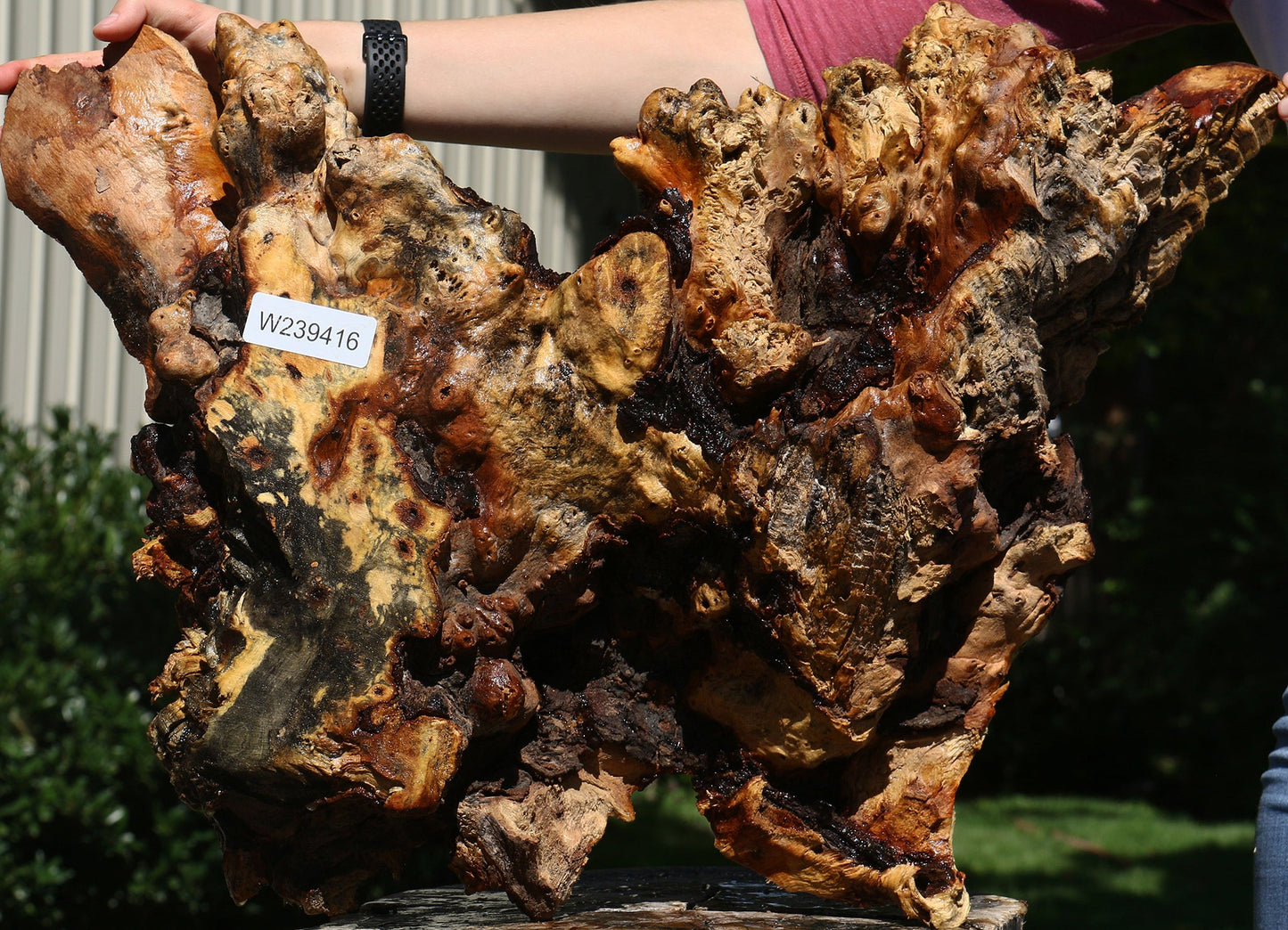 Buckeye Burl Cookie