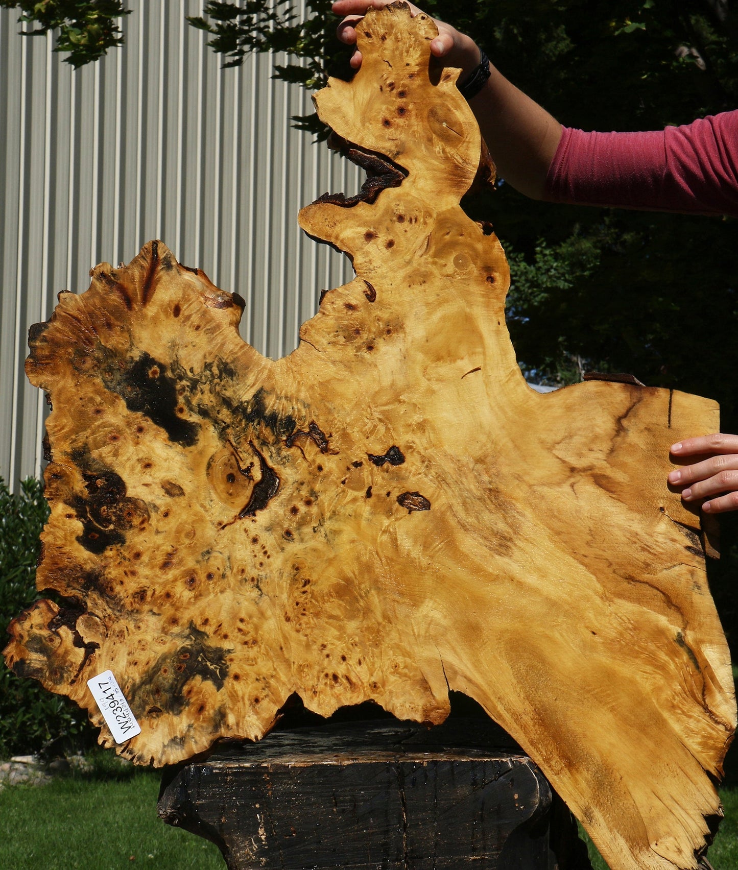 Buckeye Burl Cookie