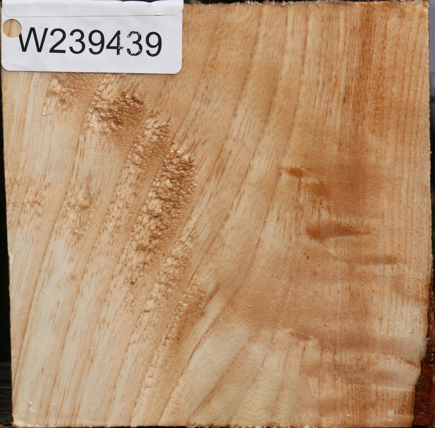 Modesto Ash Bowl Blank