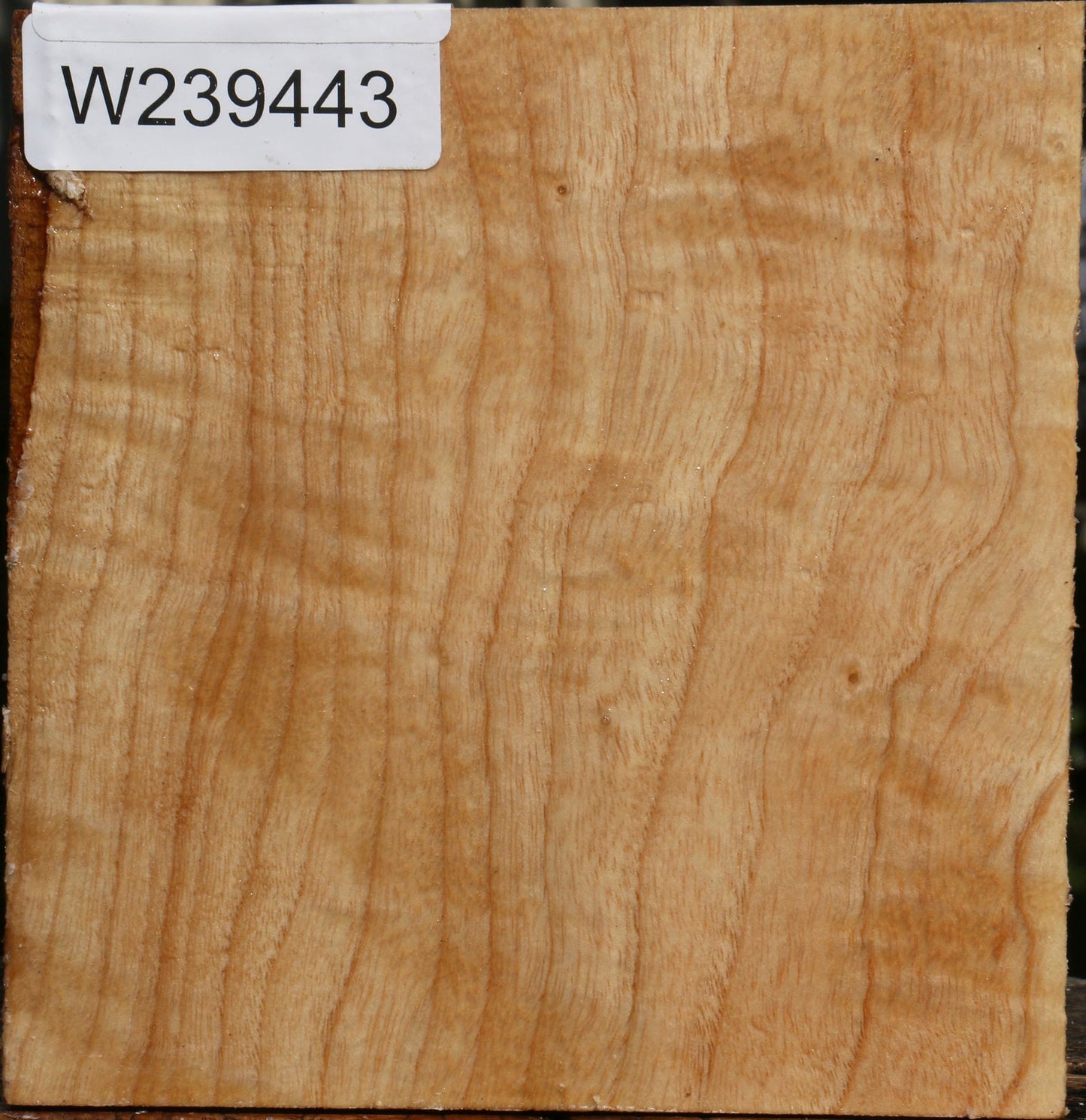 Extra Fancy Modesto Ash Bowl Blank