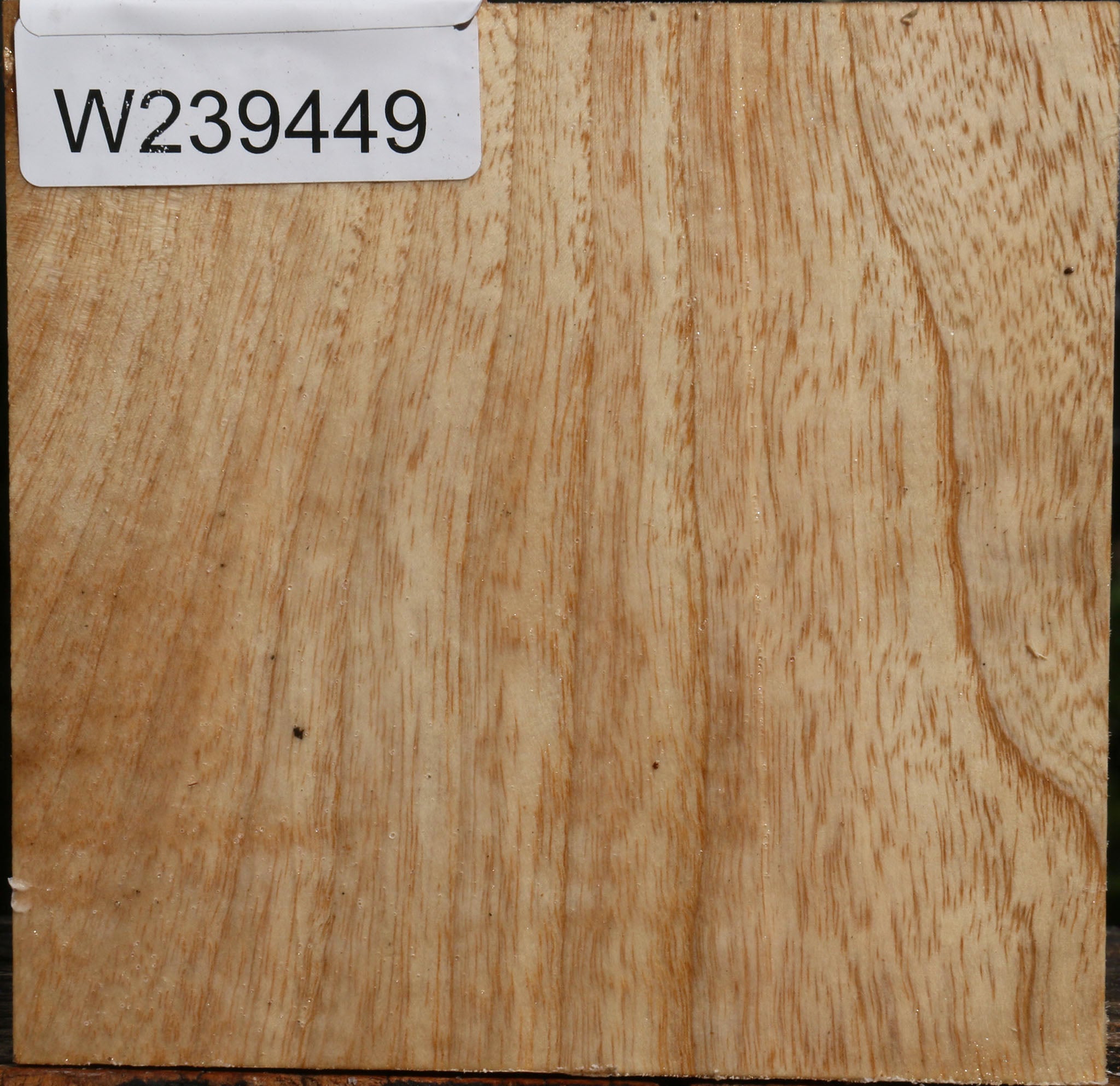 Modesto Ash Bowl Blank – Cook Woods