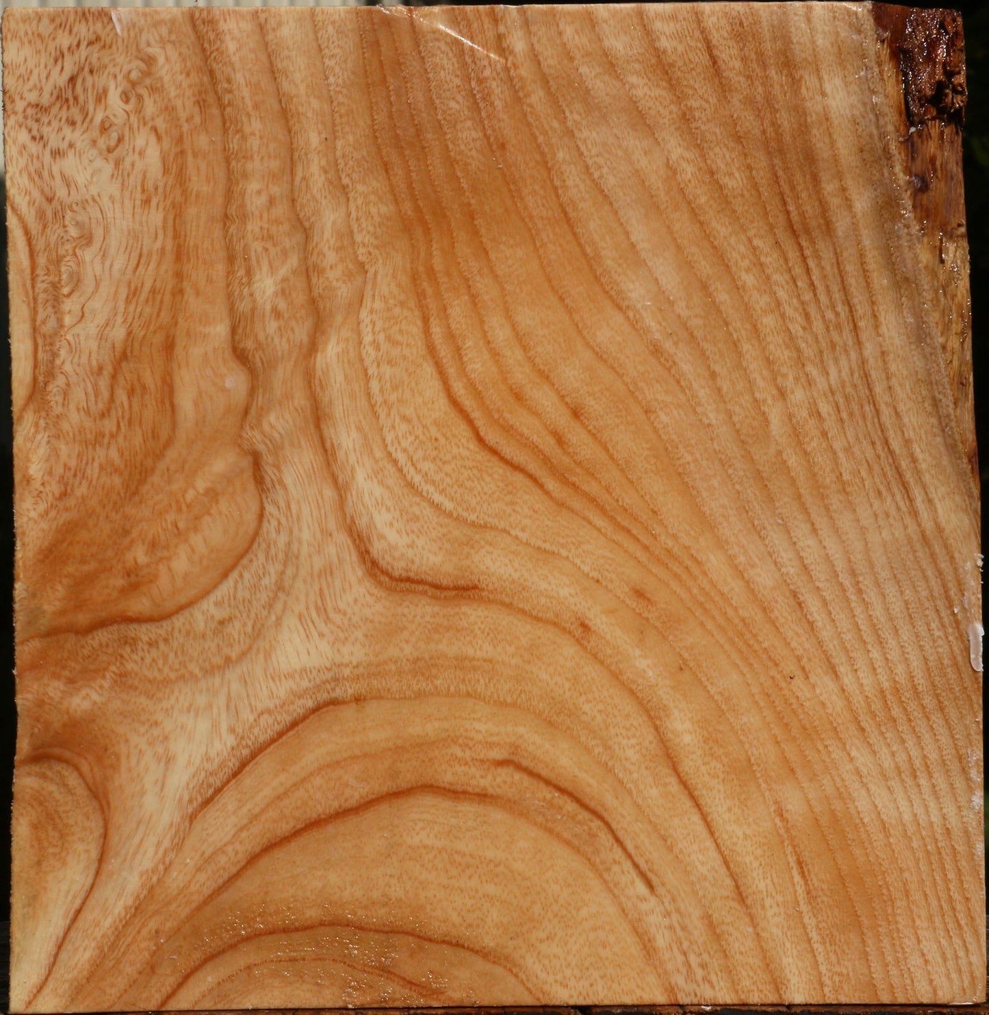 Modesto Ash Bowl Blank