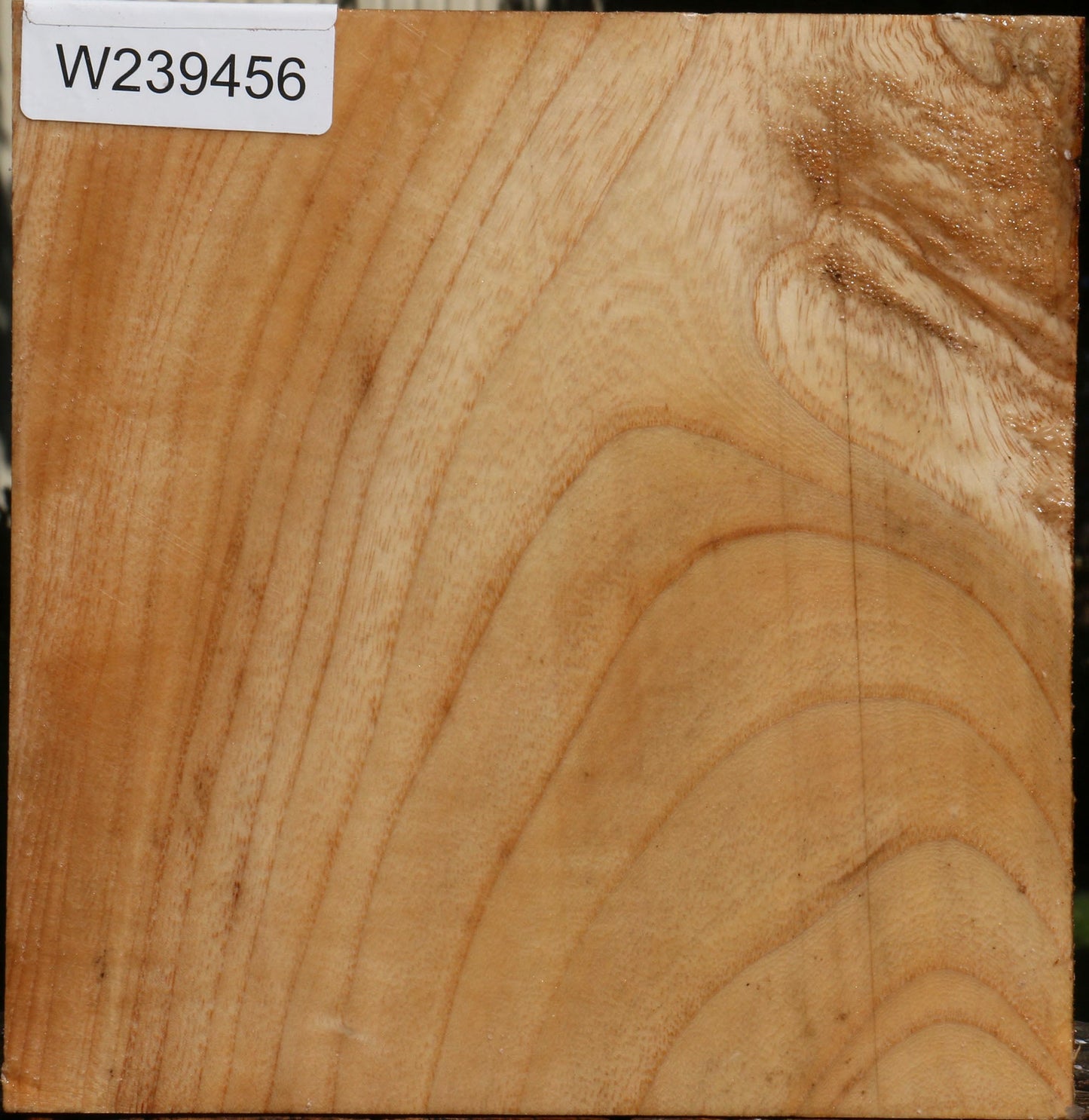 Modesto Ash Bowl Blank