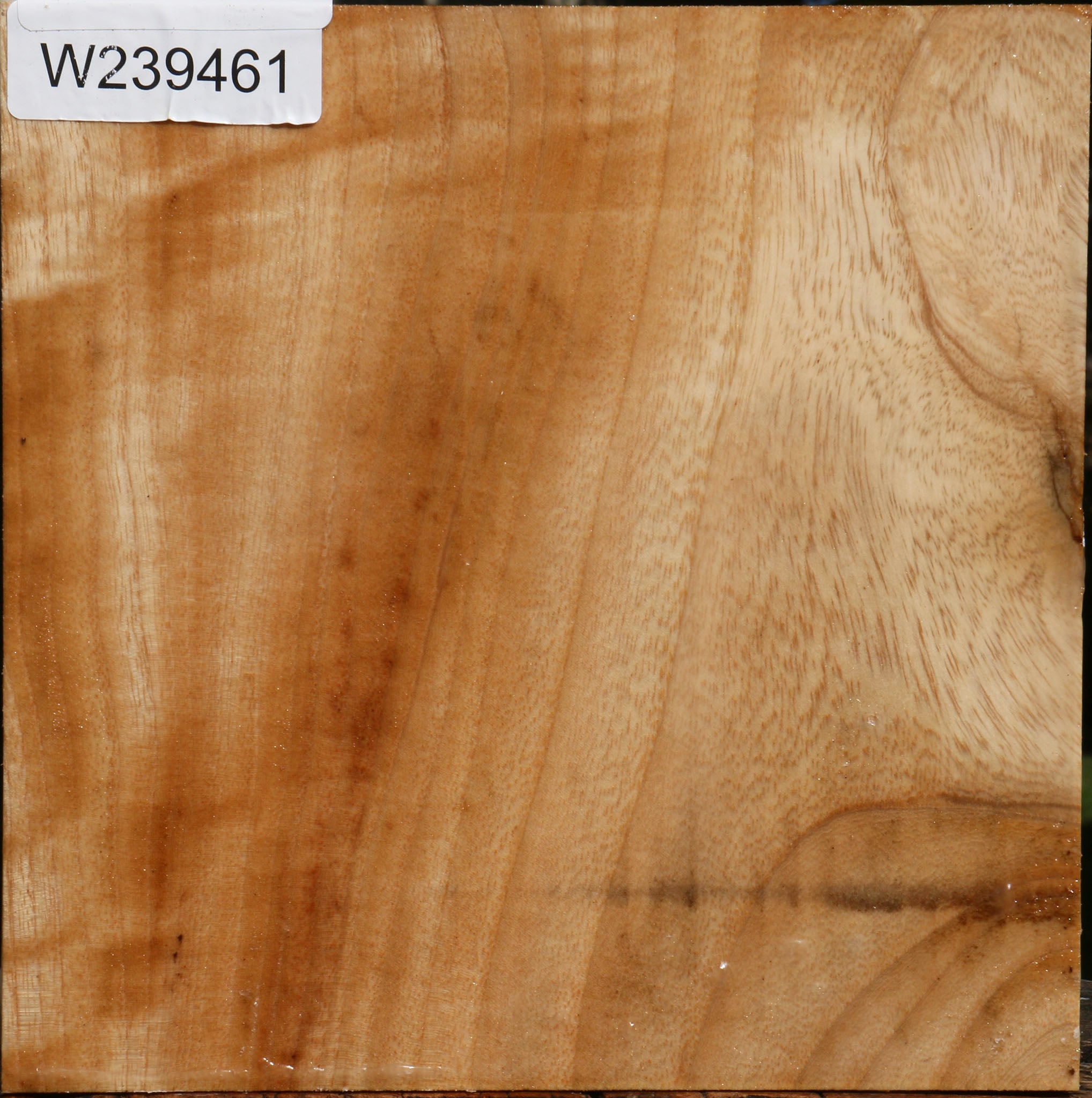 Figured Modesto Ash Bowl Blank – Cook Woods