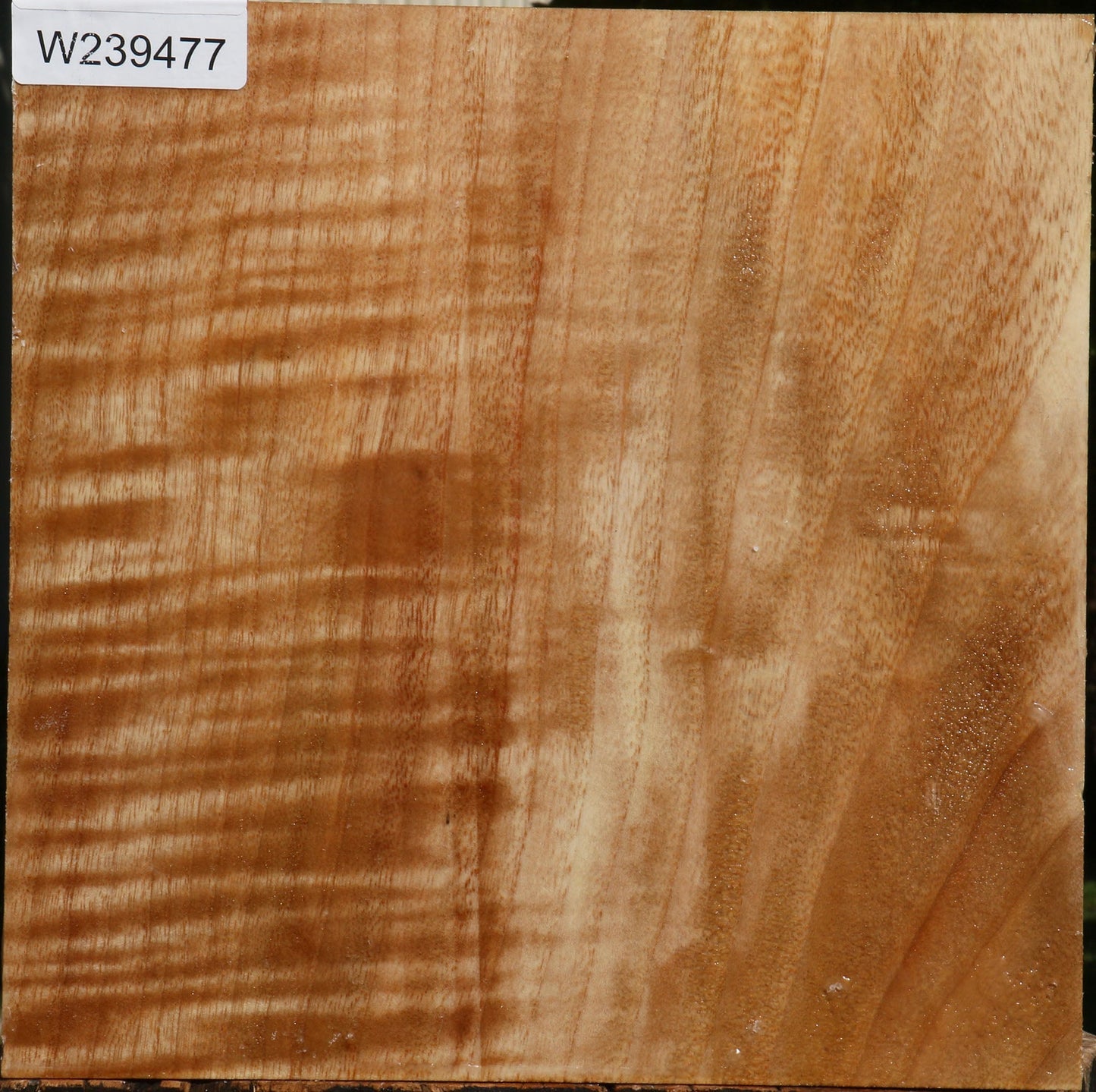 Extra Fancy Modesto Ash Bowl Blank