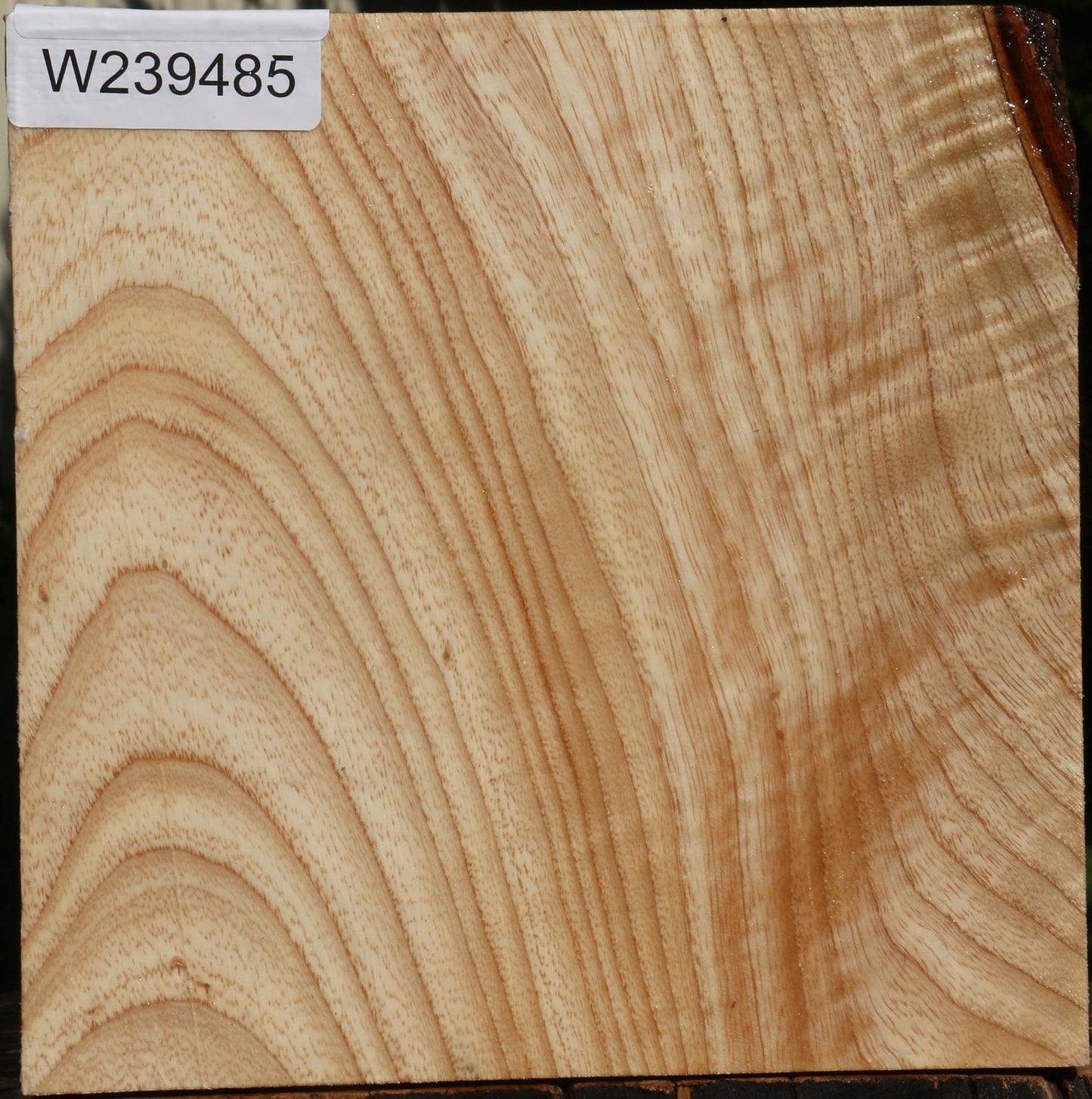 Modesto Ash Bowl Blank