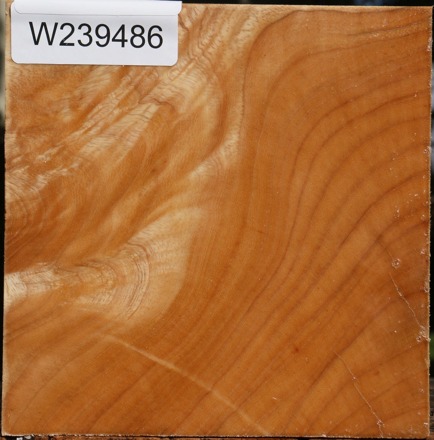 Extra Fancy Modesto Ash Bowl Blank