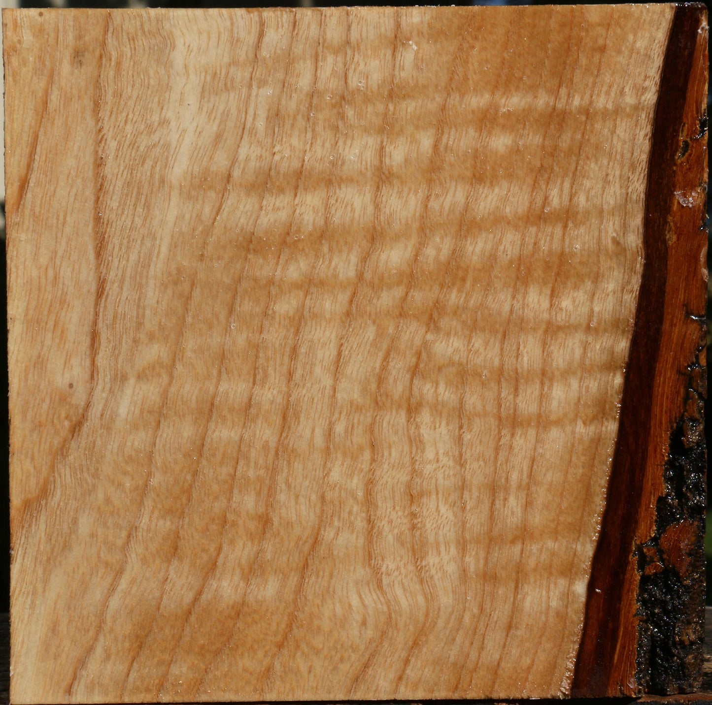 Figured Modesto Ash Bowl Blank