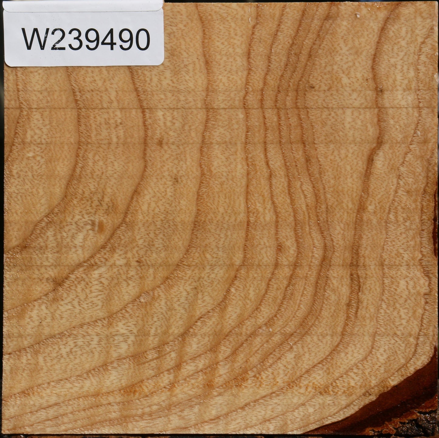 Figured Modesto Ash Bowl Blank