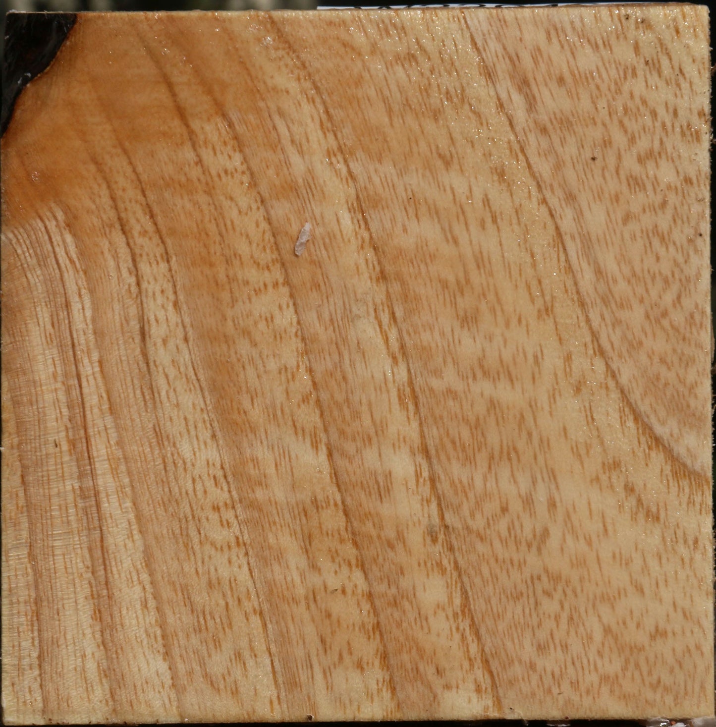 Modesto Ash Bowl Blank