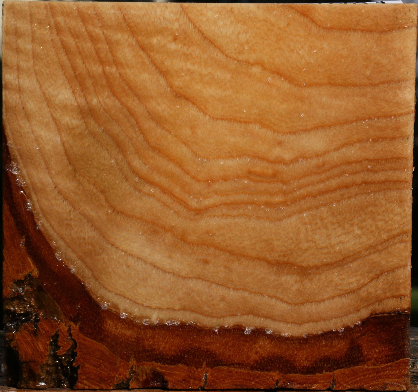 Extra Fancy Modesto Ash Bowl Blank