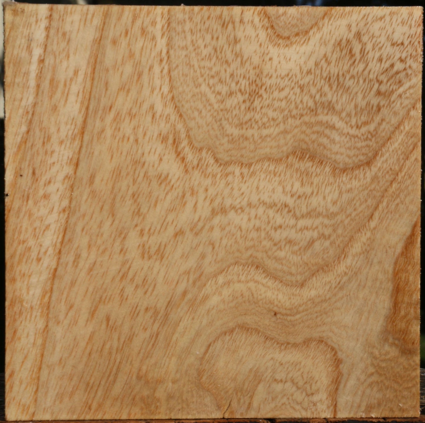 Modesto Ash Bowl Blank