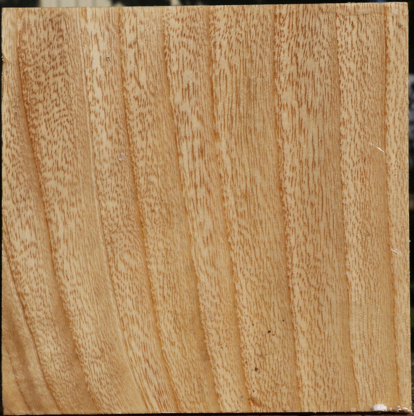 Modesto Ash Bowl Blank