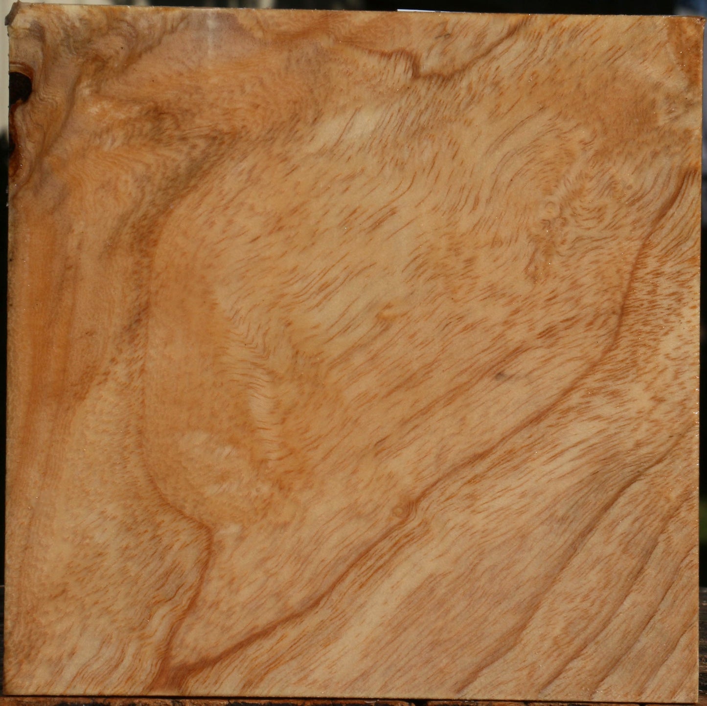 Extra Fancy Modesto Ash Bowl Blank