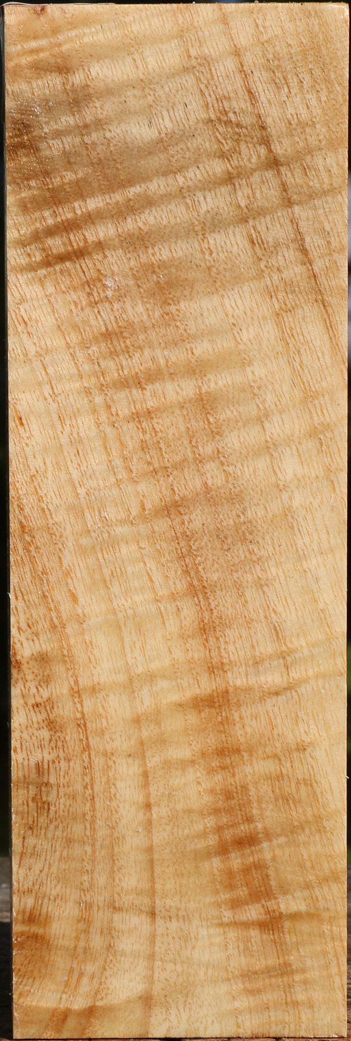 Extra Fancy Modesto Ash Peppermill