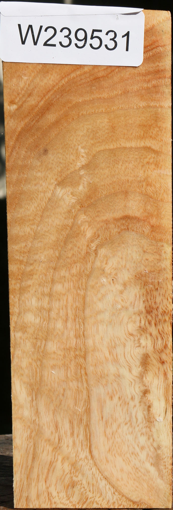 Extra Fancy Modesto Ash Peppermill