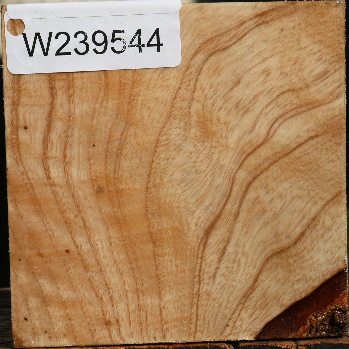 Modesto Ash Bowl Blank