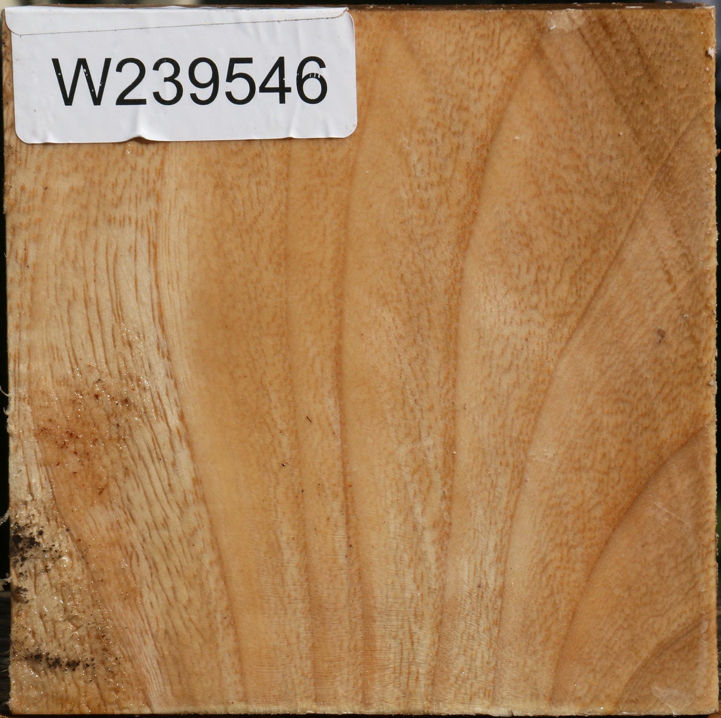 Modesto Ash Bowl Blank