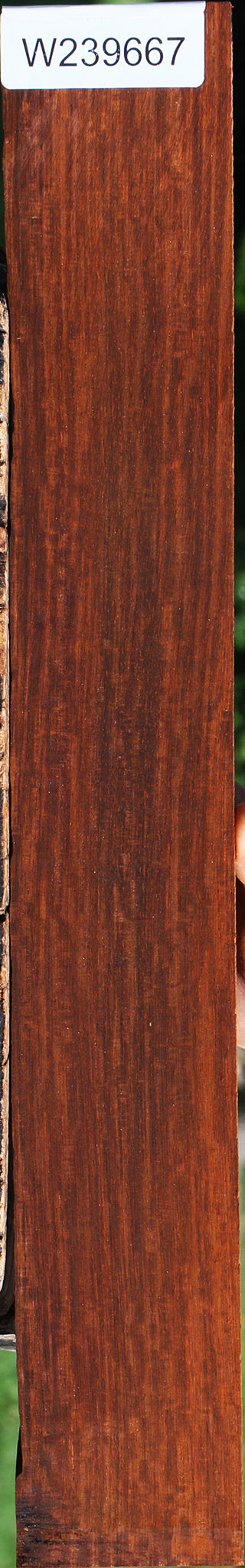 Figured Cocobolo Fingerboard