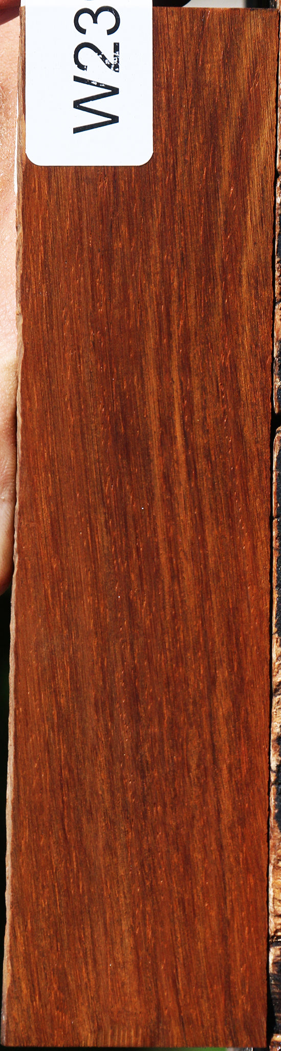 Cocobolo Bridge Blank