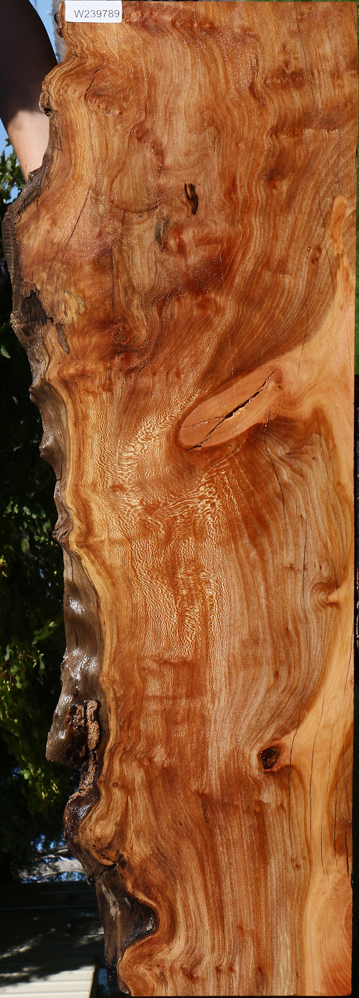 Figured Rustic Sycamore Live Edge Lumber