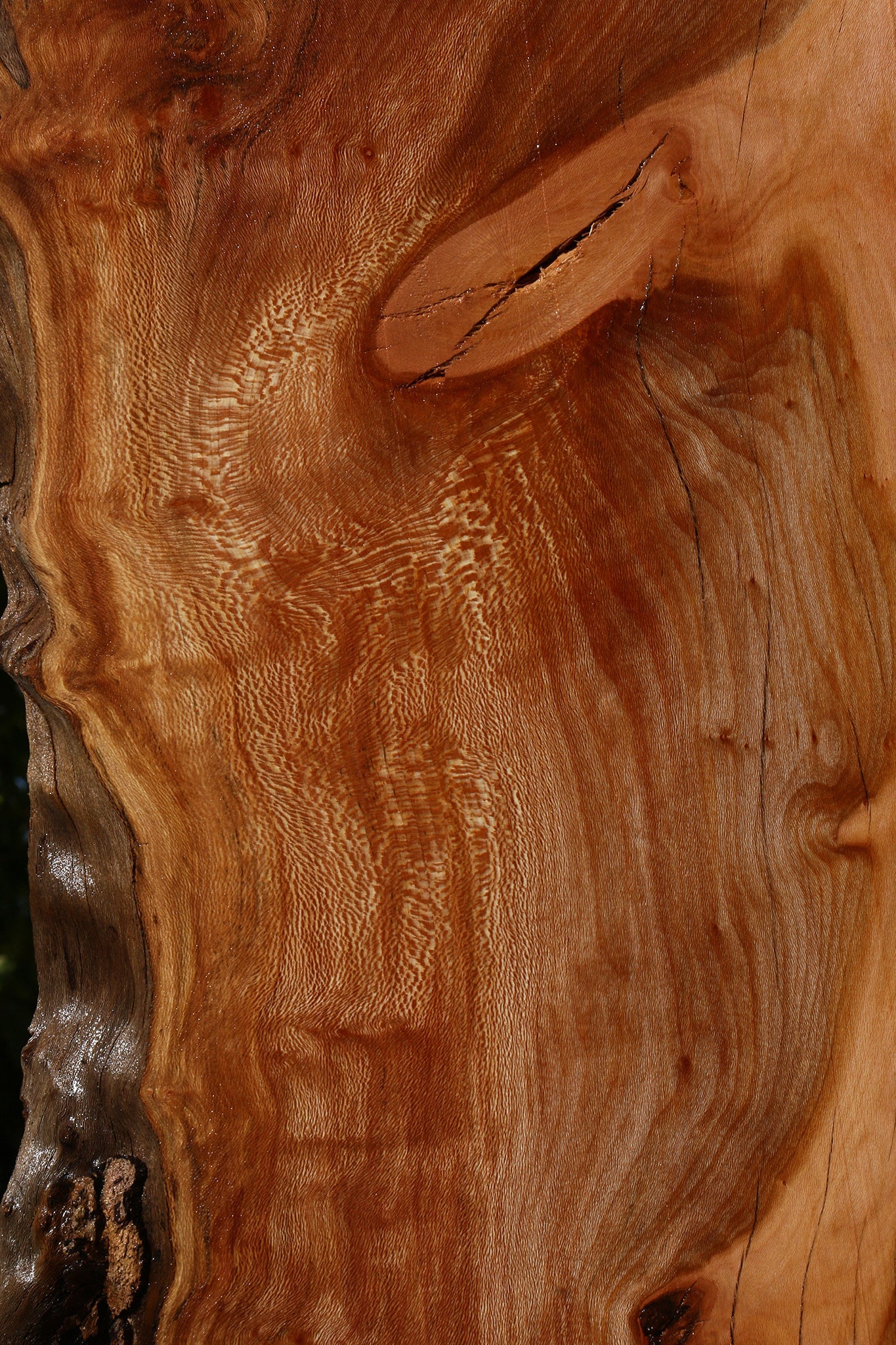 Figured Rustic Sycamore Live Edge Lumber