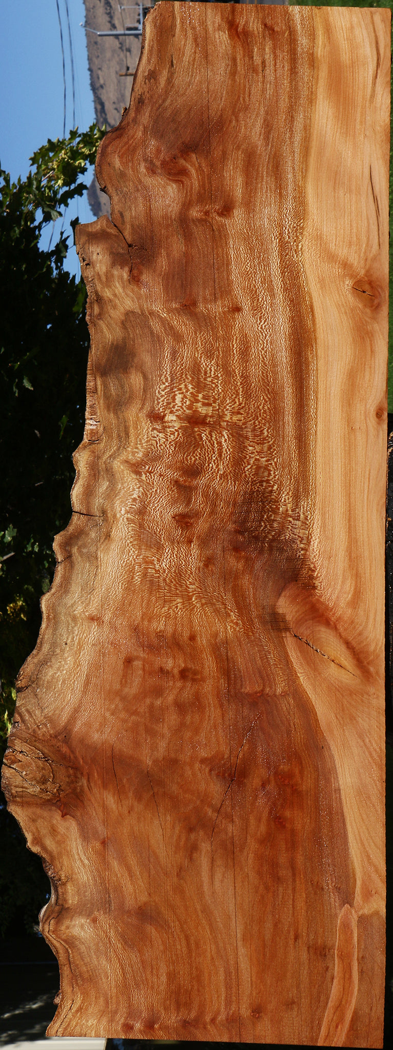 Figured Rustic Sycamore Live Edge Lumber