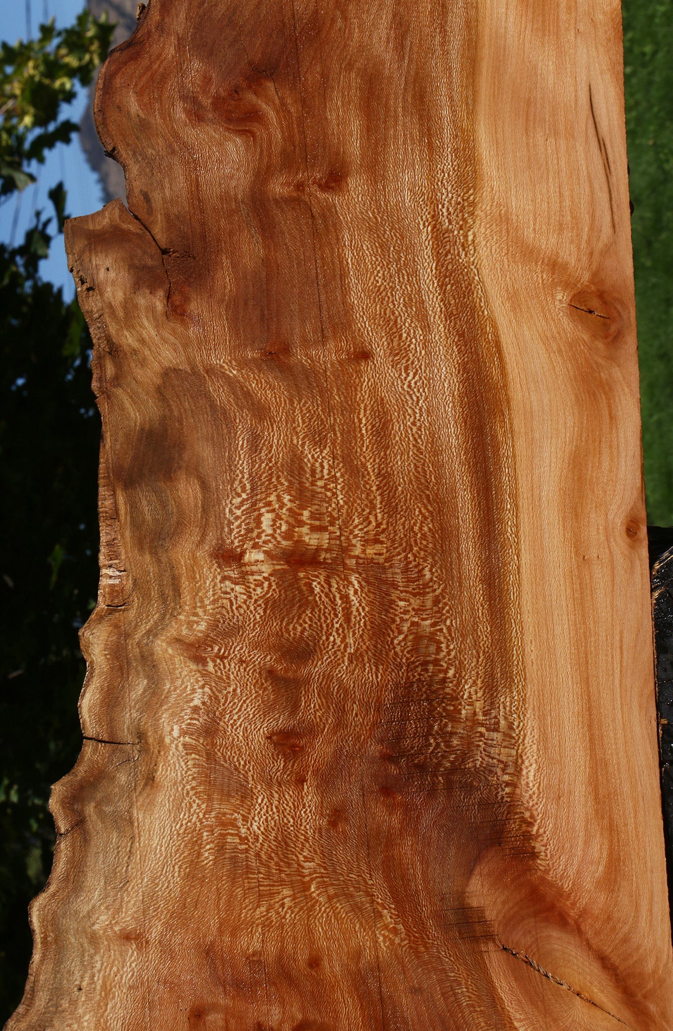 Figured Rustic Sycamore Live Edge Lumber