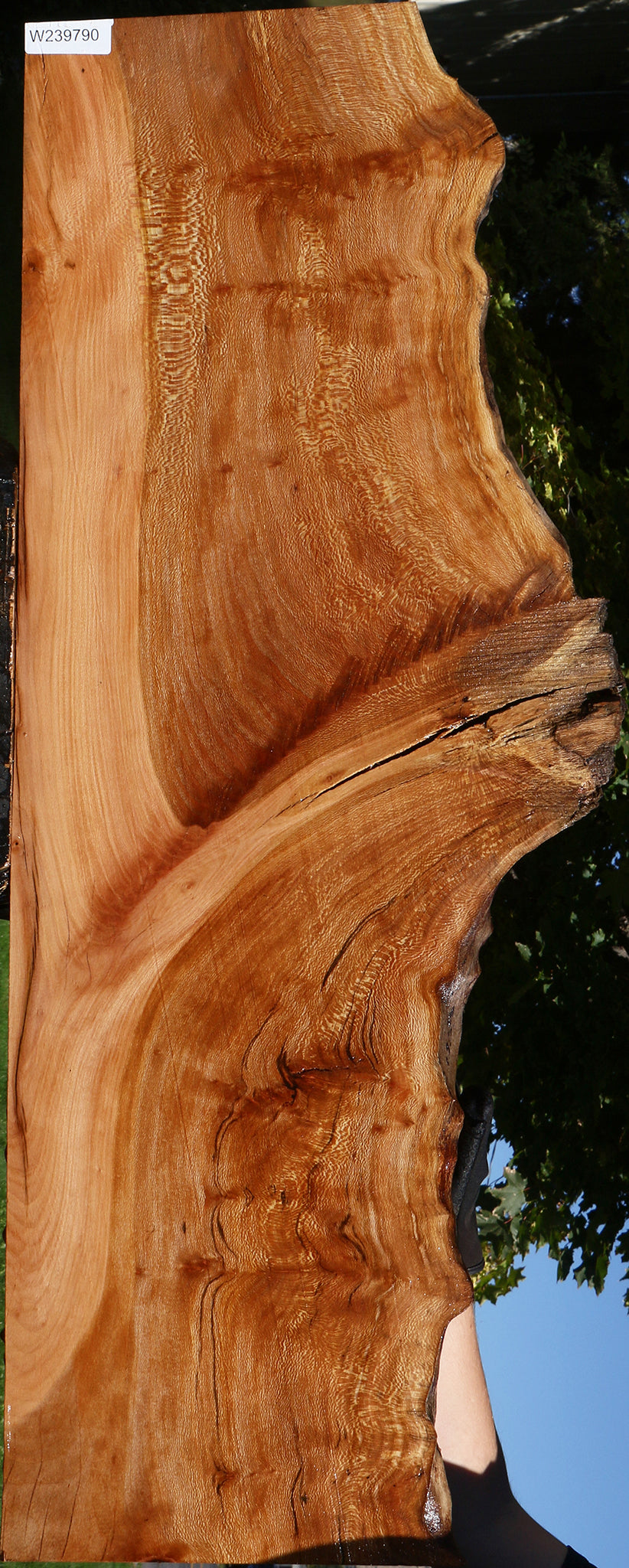 Figured Rustic Sycamore Live Edge Lumber