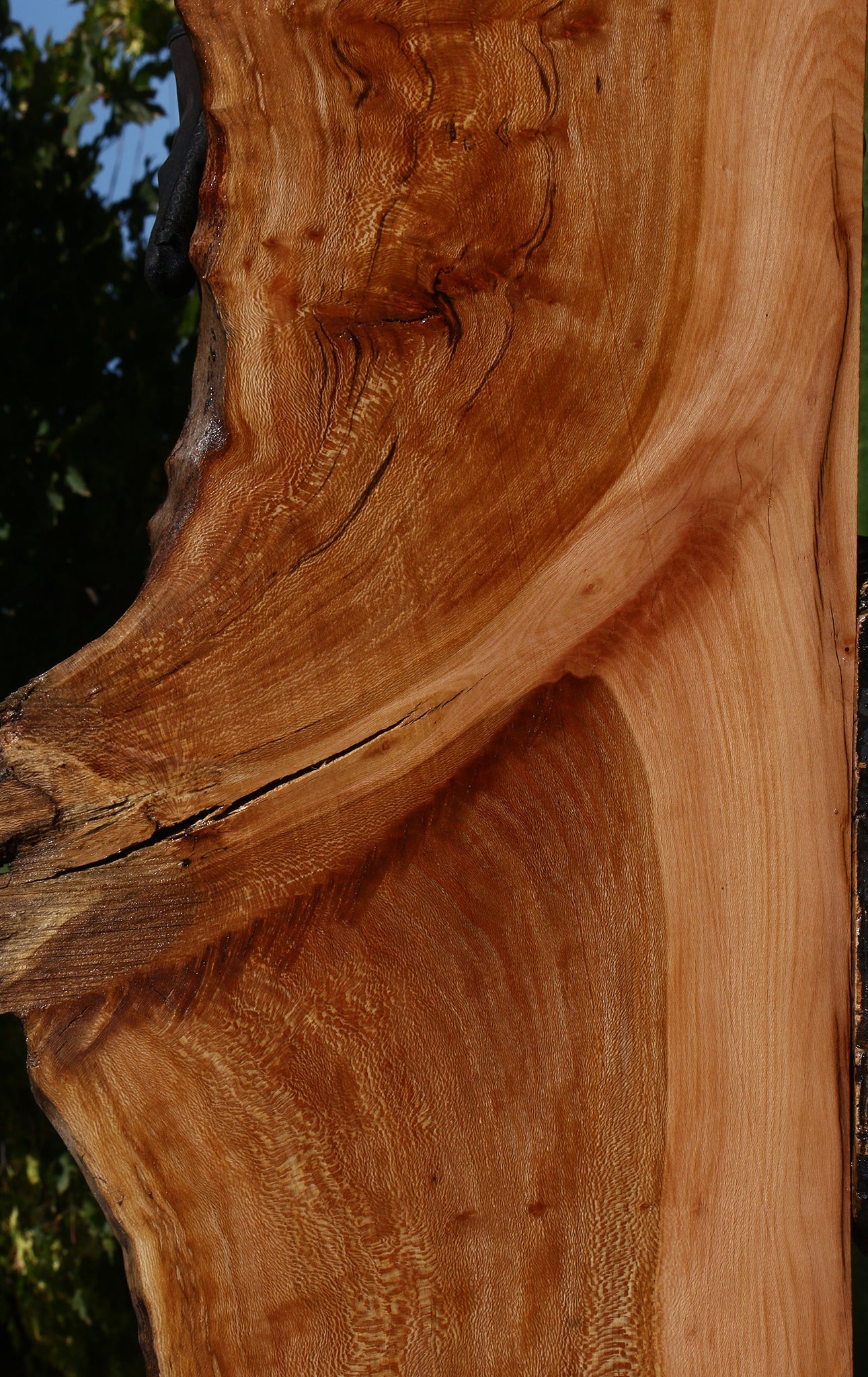 Figured Rustic Sycamore Live Edge Lumber