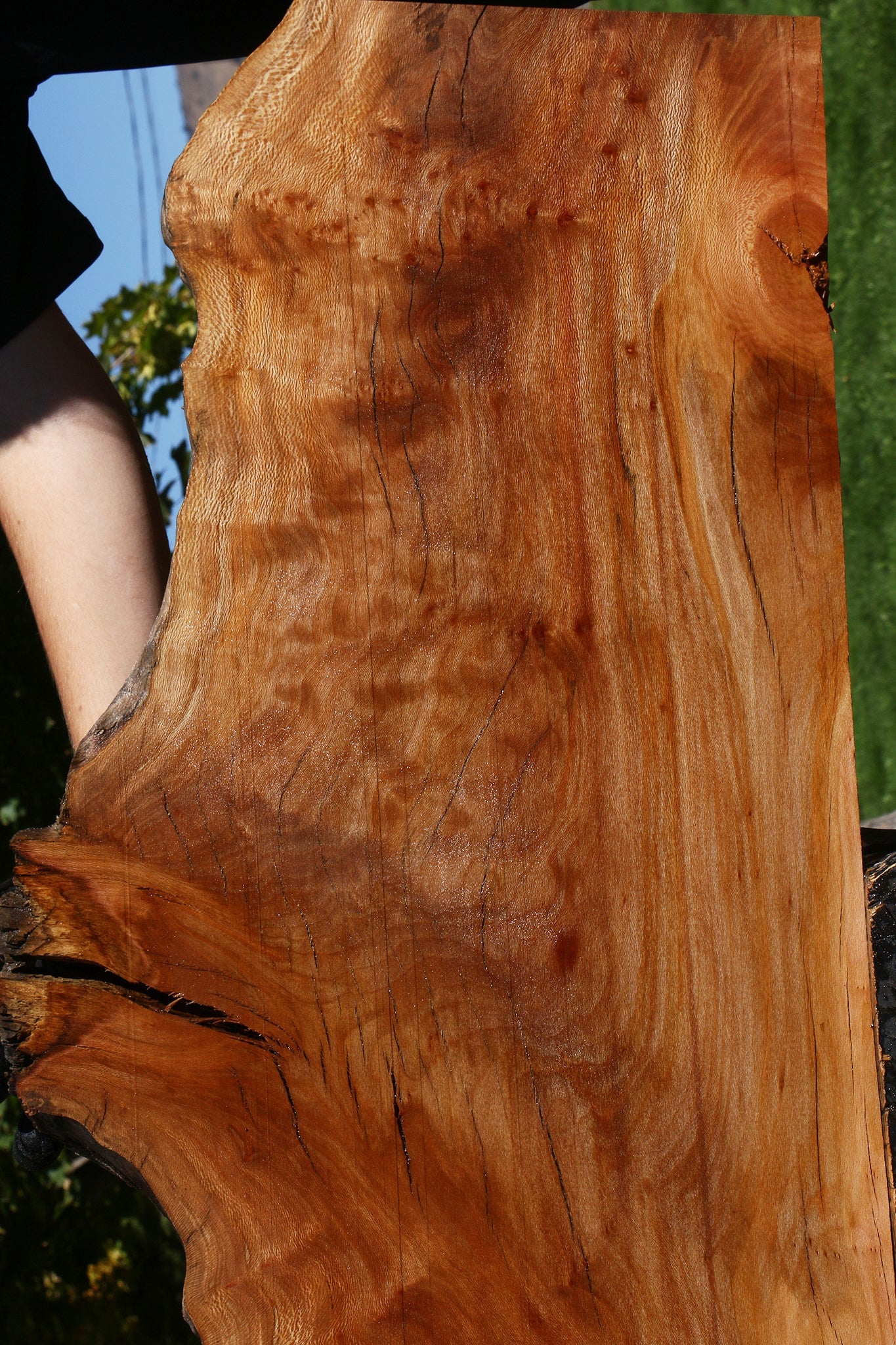 Figured Rustic Sycamore Live Edge Lumber