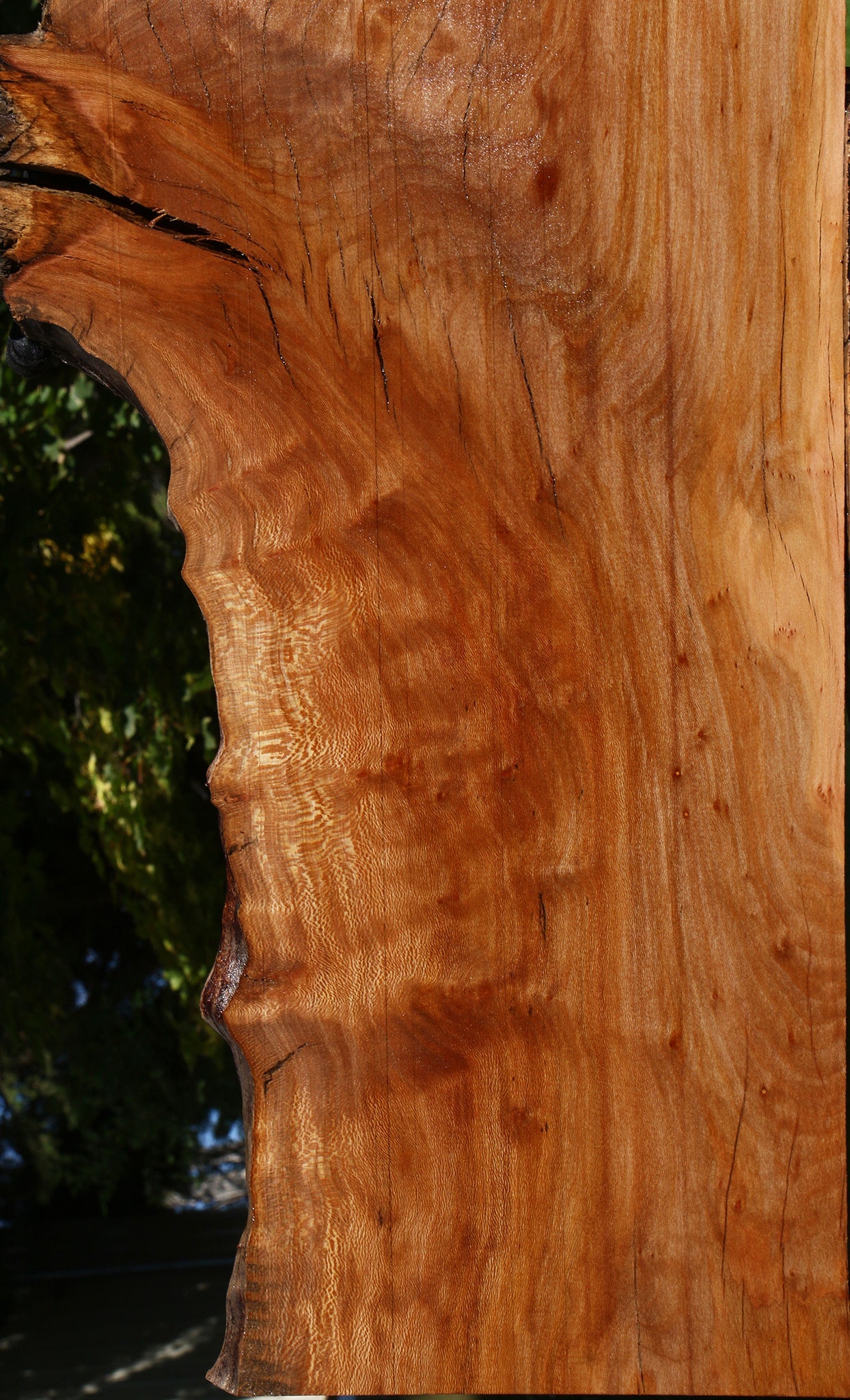 Figured Rustic Sycamore Live Edge Lumber