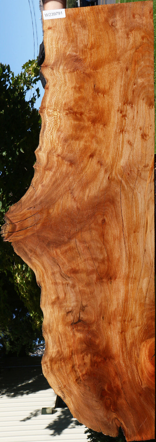 Figured Rustic Sycamore Live Edge Lumber