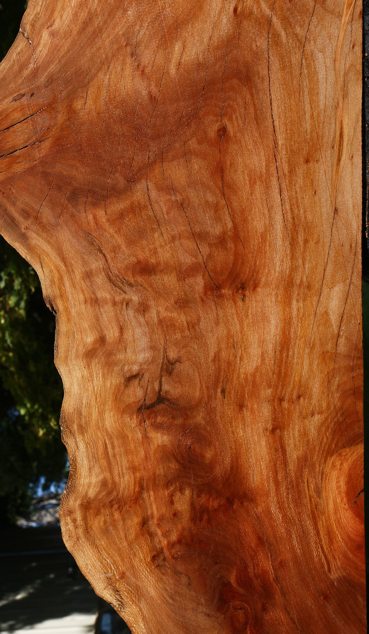 Figured Rustic Sycamore Live Edge Lumber