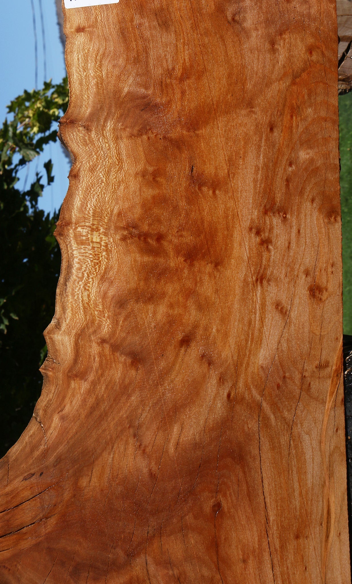 Figured Rustic Sycamore Live Edge Lumber