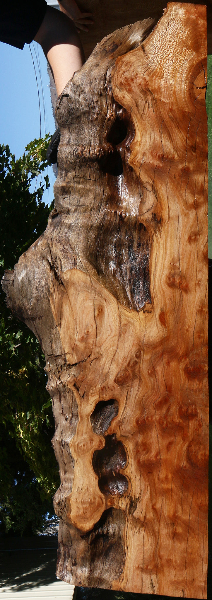 Figured Rustic Sycamore Live Edge Lumber