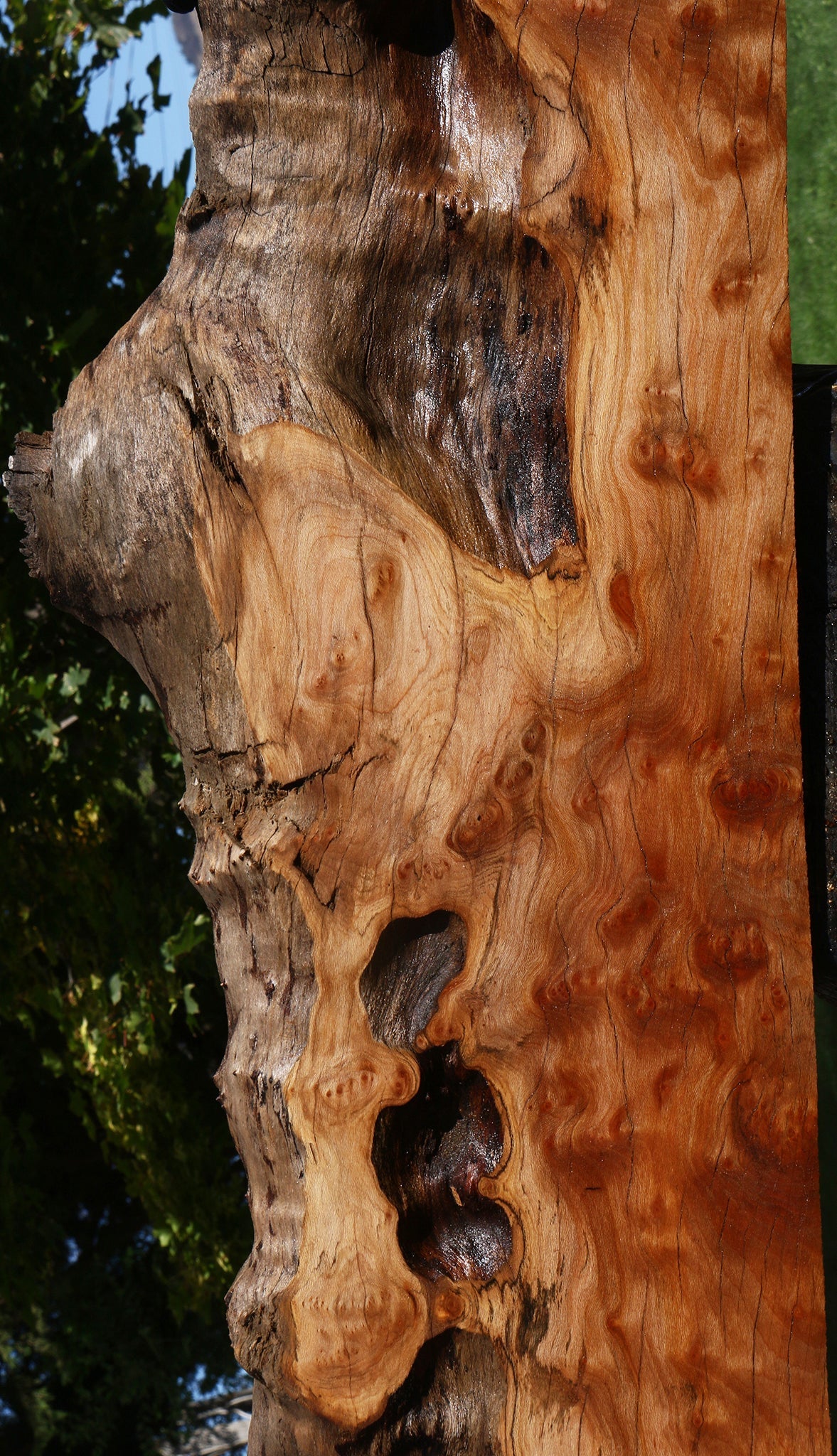 Figured Rustic Sycamore Live Edge Lumber