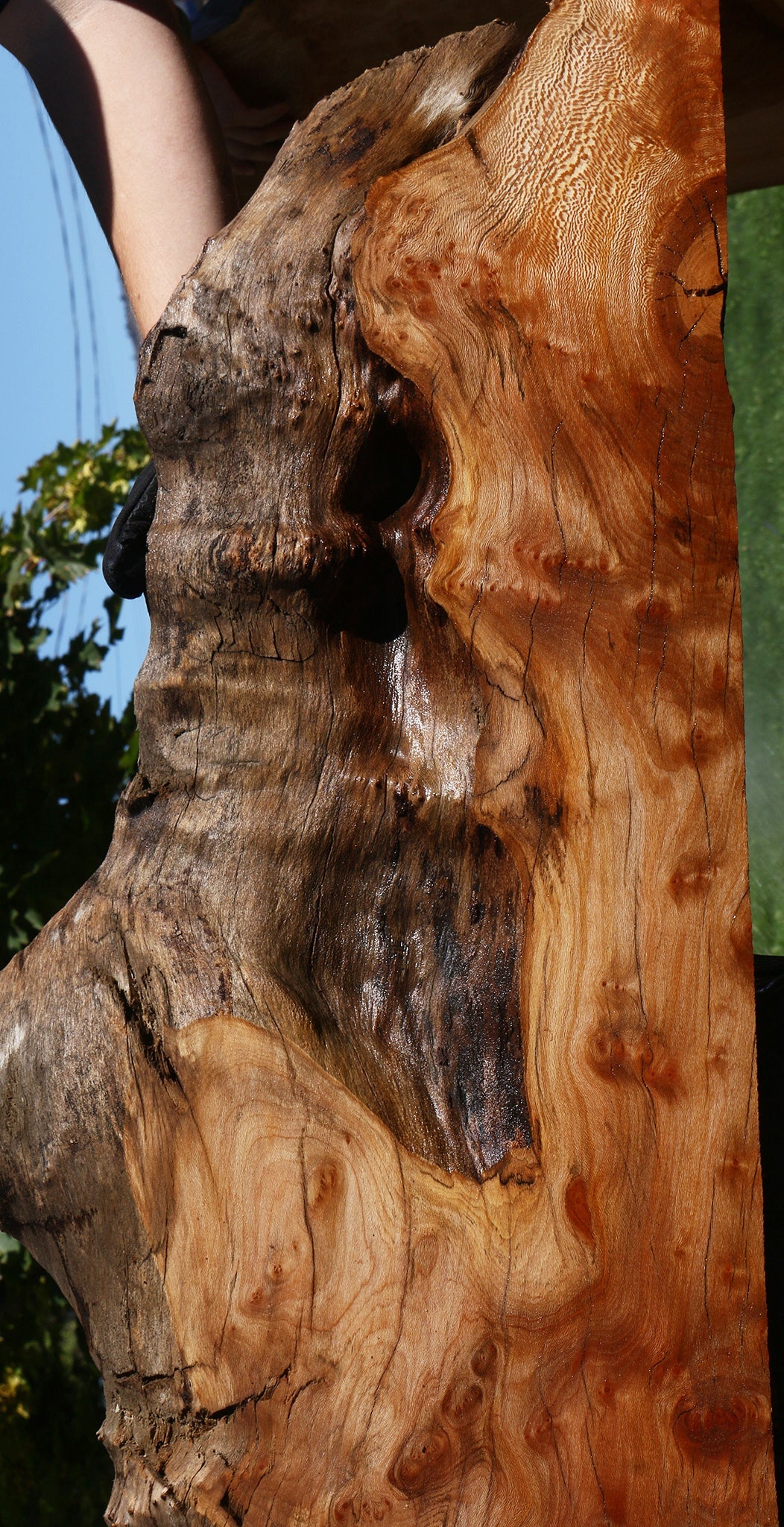 Figured Rustic Sycamore Live Edge Lumber