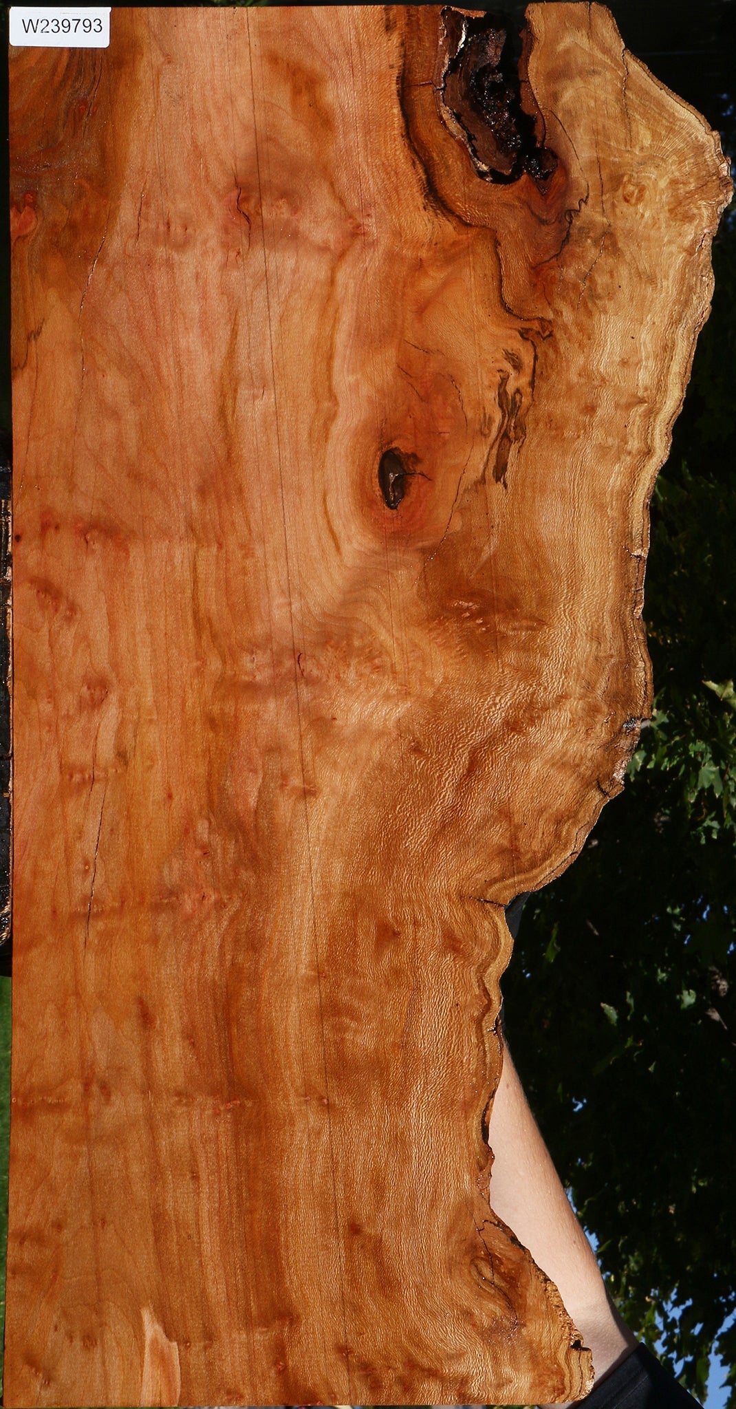 Sycamore Live Edge Lumber