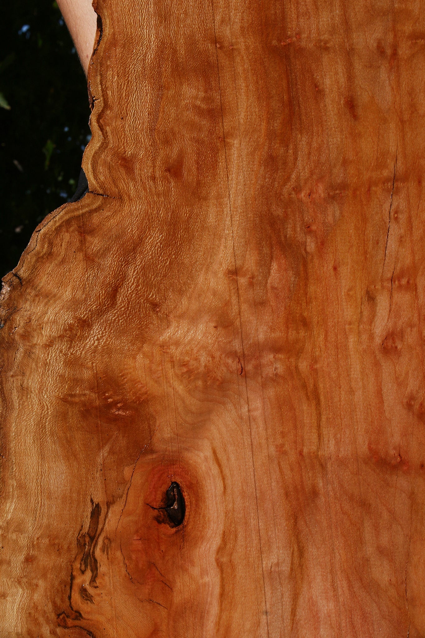 Sycamore Live Edge Lumber