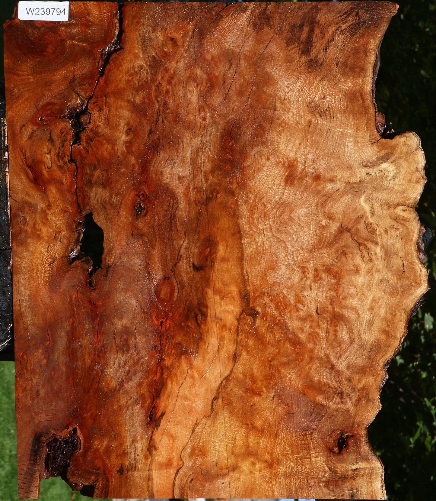 Figured Rustic Sycamore Live Edge Lumber