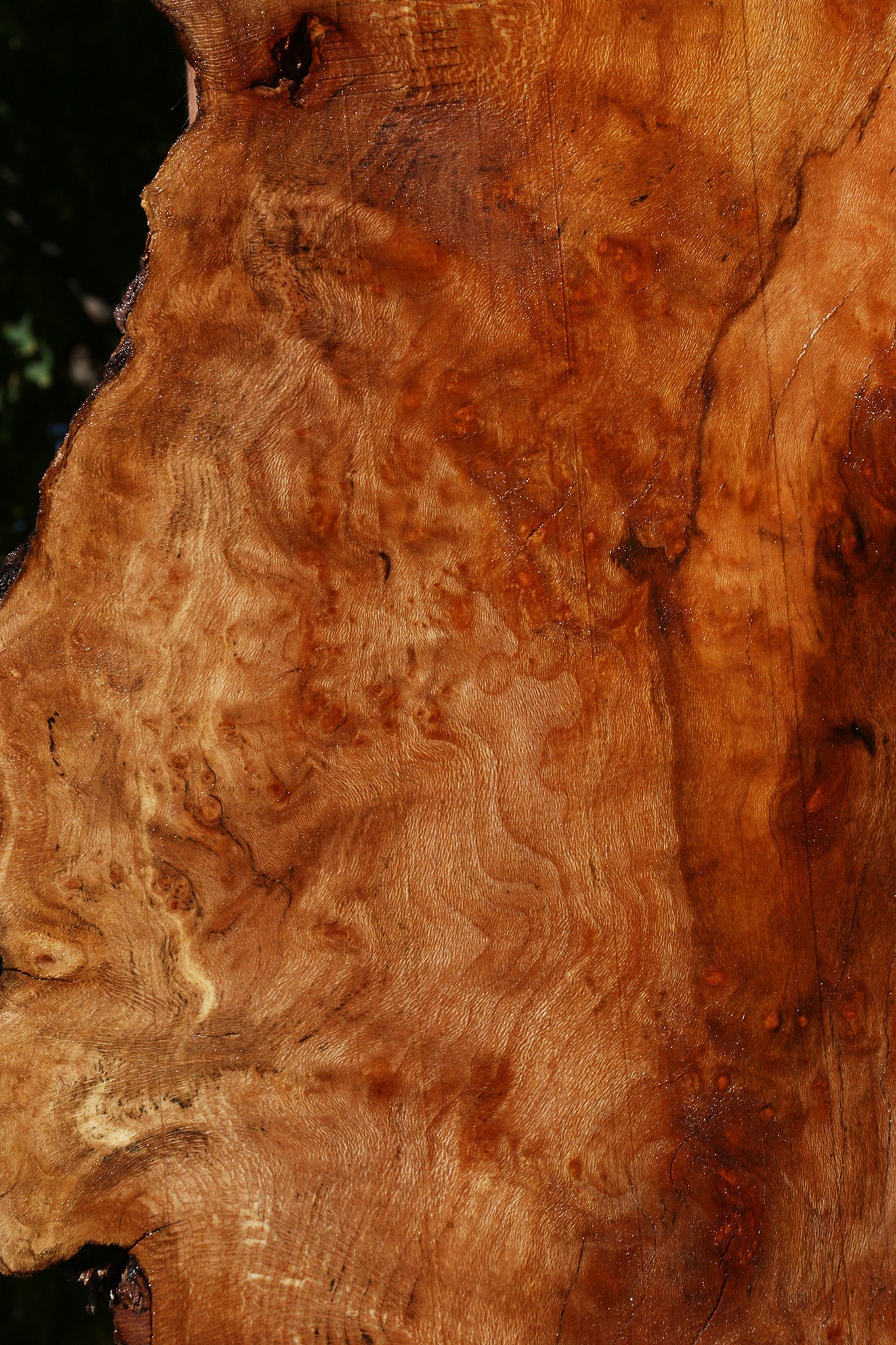 Figured Rustic Sycamore Live Edge Lumber