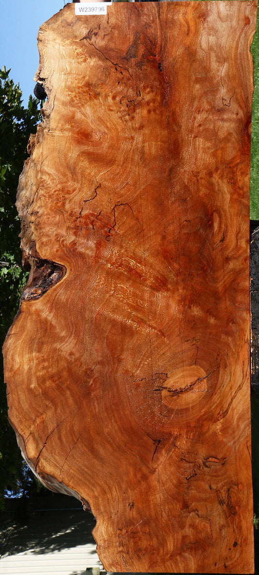 Rustic Sycamore Live Edge Slab